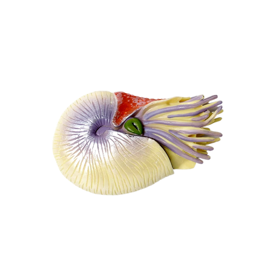 Marine Toy Animals Nautilus Fi - Kids Toys Reviews 评论和价格